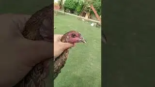 Thai Hen Neck Locker Breed #aseel #asil #hen #pakistan #thai #murgha #murghi #pakoythai #gamefowl