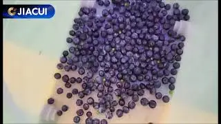 316 Stainless Steel Blueberry Color Sorter | Belt-Type Fruit Sorting Machine by JIACUI