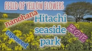 Nanohana (rapeseed) in Hitachi Seaside Park  #ibarakiken  #hitachinaka  #菜の花 #hitachiseasidepark