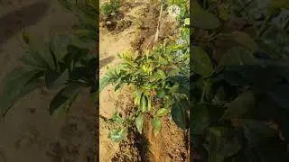 Red Malta fruit plant #shorts #Enjoy Beautiful Nature With Natural Gardning 😘 158 #natural garden 😀