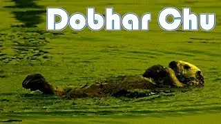 Dobhar Chu, the Water Hound - Irish Folklore