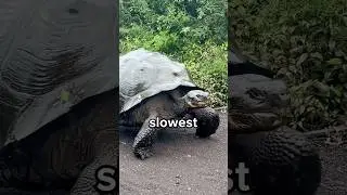 Do You Know The Top 5 Slowest Animals in the World? 😳