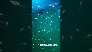 Betta Smaragdina Breeding - Day 4😍😍