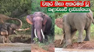 වතුර නිසා අතරමන් වූ කළාවැව&zwj;ේ සද්ධන්තයා tusker lost his territory #savewildlife  #dangerous #viral