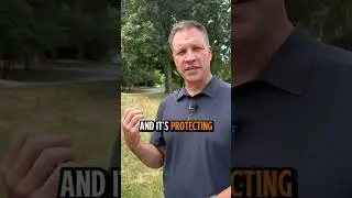 Lawn Turning Brown? (Heat Stress Explained)