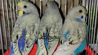 Three male budgies Spangle single factor