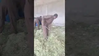 Let's make some silage for cows pigs sheep and goats