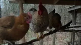 WAKE UP!!!!! MORNING CHICKEN CAM!!!!