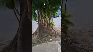 Cafet&atilde;o: um filhos das trevas.