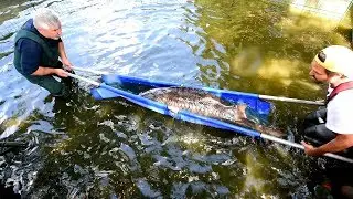 Modern Koi Blog #2568 - Diesen Umzug von Stör-Boliden sollten Sie gesehen haben