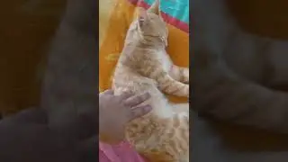 Cute and Stubborn cat avioding my call