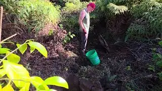 Black Sapote Tree Transplant Project