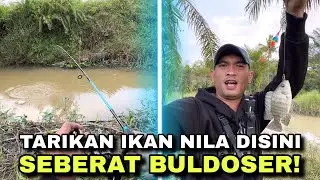 TARIKAN IKAN NILA DISINI SEBERAT BULDOSER!