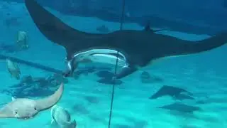 Manta Rays, Whale Sharks, Cownose Rays