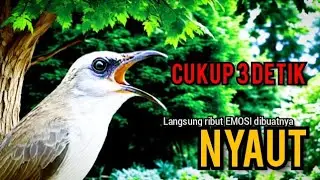 TRUCUK BETINA memanggil JANTAN ngetir SADIS PANCINGAN agar BUNYI, jadikan burung trucuk BUNYI GACOR 