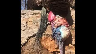 Hard Gobbling Longbeards in Our Lap- Turkey Hunting April 2016