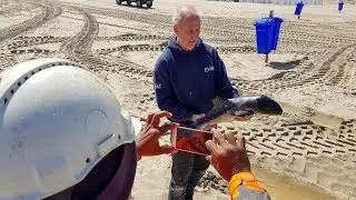 INGEZONDEN: Bruinviskalf spoelt aan in Katwijk - KATWIJK ACTUEEL