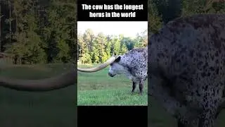 The Cow Has The Longest Horns In The World #short #Farm #discovery