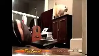 MONSTERFAIL #2 - KATZE WIRFT BILDSCHIRM AUF DEN KOPF!!!!!!!