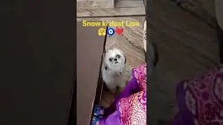 Shihtzu puppy snow , Snow , Boss