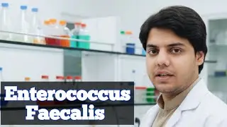 Enterococcus Faecalis bacteria: Structure: discovery: types: culture media: biochemical test etc
