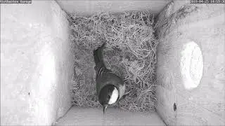 Die Kohlmeise baut flei&szlig;ig am Nest + Eindringling! 25.04.2018
