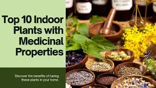 Top 10 Medicinal Indoor Plants You Must Have