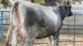 ਖੀਰੀ ਵੱਛੀ ਫਾਰਮ ਵਾਲੀ ਆ ਮਿੱਤਰੋ full ਵੱਡੀ 🤩|| Dairy farm 45kg milk record cow 🐄 milk teeth 🦷 #dairyfarm