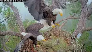Kisatchie National Forest E 3, October 27th bald eagle Kisatchie National Forest E-3
