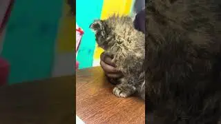 Fluid therapy for cat: Dr. Sagir's Pet Clinic: ডাঃ সাগীর'স পেট ক্লিনিক: 01912251312,01752987436