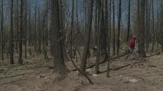 Forests slow to recover after wildfires