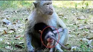 Bronco Is A Pitiful Baby, Monkey Recorder PT1234