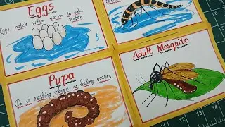 How to draw Life Cycle of Mosquito  / Easy drawing Mosquito Life Cycle 