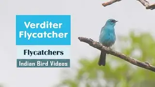 The Verditer Flycatcher (Eumyias thalassinus)