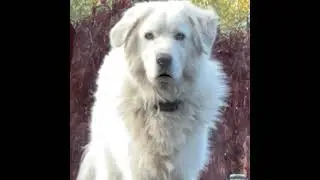 Annie&rsquo;s Puppyhood &mdash; The Rules & What the Handler Learned