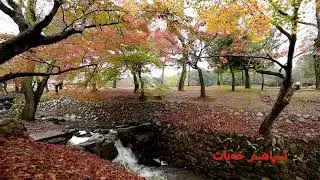 . jwana kchi xuin shirin  / ئاوازی ڕەسەنی کوردی - جوانە کچی خوێن شیرین - ئیبراهیم خەیات