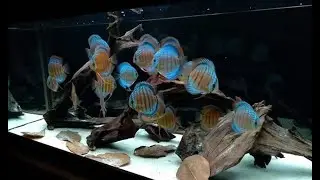Top 5 Amazing White Sand Discus Tank | Gorgeous Aquarium Discus
