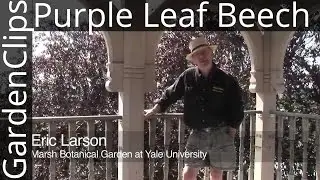 Purple Leaf European Beech - Fagus sylvatica atropurpurea