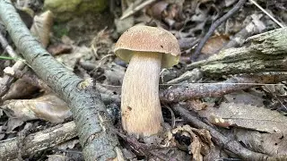 Porcini 2023-Estatini nei Castagni #boletus #mushroom #funghiporcini