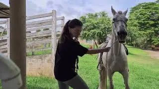 Sozinha na Fazenda: Café, Cavalos e a Paz de Andar a Cavalo ao Amanhecer