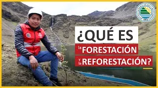 🟢 &iquest;Qu&eacute; es la forestaci&oacute;n y la reforestaci&oacute;n?