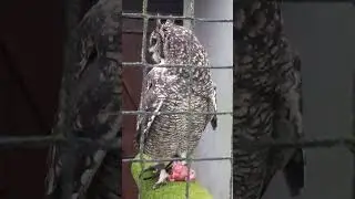 AFRICAN SPOTTED EAGLE OWL