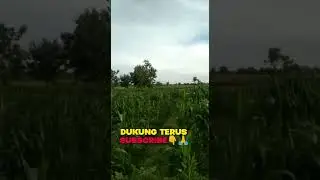 Pupuk Ajaib Pengganti Pupuk Subsidi #pupukajaib #pupukblazeenature #cr7
