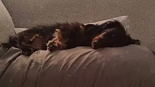 🐾 Relax With Major | Gentle Calm for Dogs | Peaceful Background Time 🐾