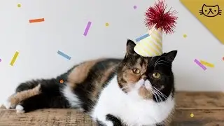 Best of Pudge the Cat - 2014