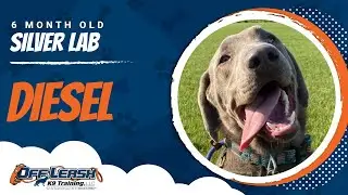 Diesel 6 mo old Silver Lab | Best Silver Lab Puppy Training | Training a Silver Lab Puppy | Labrador