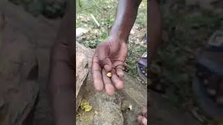 Delicious Peanuts of Bahera Fruit