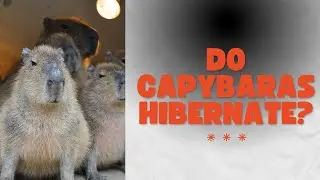 Do Capybaras Hibernate?