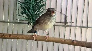 Grey Singer Finch IRL 4- song beat.