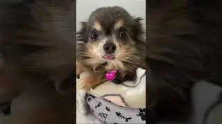 Sharilee🥰@cutesumit2622 @OPFunTV @cut @AnimationPlayhouse-x #cuteanimal #sidekick #cute #ops